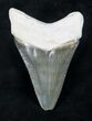 Beautiful Bone Valley Megalodon Tooth #20676-2